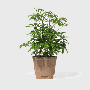 Dwarf Umbrella Tree 6''