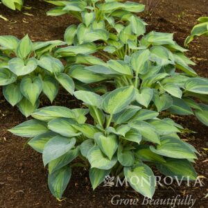 1753-june-plantain-lily-landscape_5x_150ppi_wm.jpg June Hosta