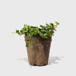 1_de017cac-2c7e-4f57-b21f-122d9cd1aaaa.png Peperomia Hope 8"