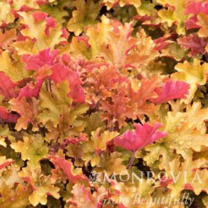 Marmalade Heuchera