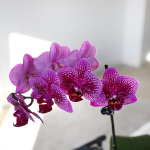 Petite Purple Orchid