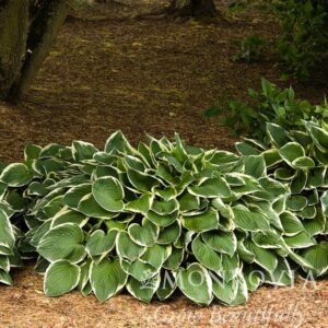 Francee Hosta