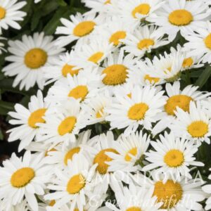 Shortstop™ Shasta Daisy