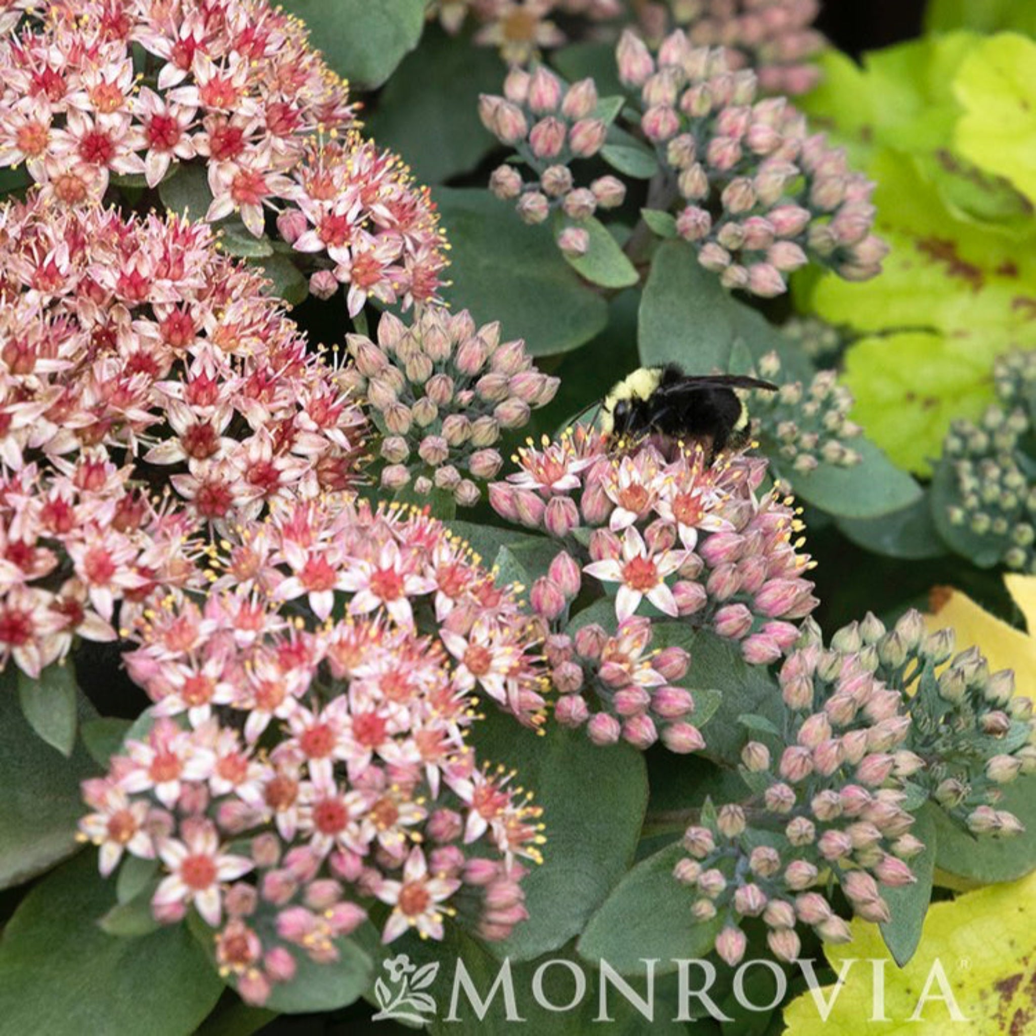 Evolution™ Emerald Ice Sedum