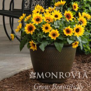43002-sunbelievable-brown-eyed-girl-helianthus-patio-container_wm.jpg SunBelievable® Brown Eyed Girl Helianthus