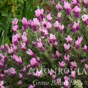 44042-javelin-forte-deep-rose-spanish-lavender-full-shot_3x5_150ppi_wm.jpg Javelin Forte™ Deep Rose Spanish Lavender