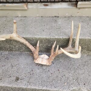 10 Point Whitetail Deer Antler Shed Mount Antlers Decor Buck Cabin Knife Tines