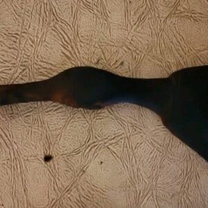 57_2c0decf1-0da5-42ad-b3e6-90d8478cfc11.jpg RARE ANCIENT SCYTHIAN AXE HEAD War Relic Native American