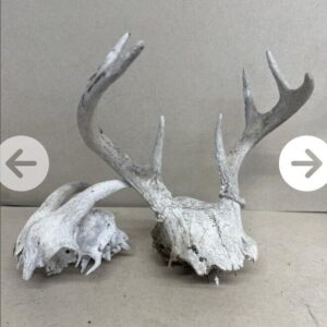 White  WORLD  SHEDS WHITETAIL DEER ANTLERS