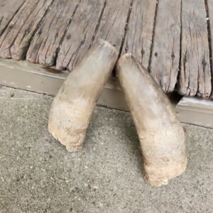 2 Raw Unfinished Cow Horn Tips Natural Colored Man Barn Ranch Cowboy  Western