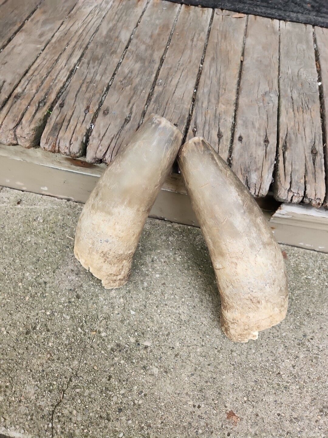 2 Raw Unfinished Cow Horn Tips Natural Colored Man Barn Ranch Cowboy Western