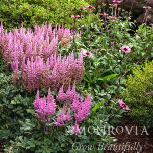 Vision in Pink Astilbe