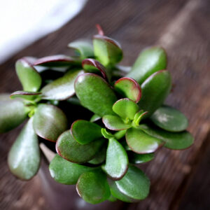 5IN_Crassula_Ovata_Macro_2_1.jpg Sunset Jade