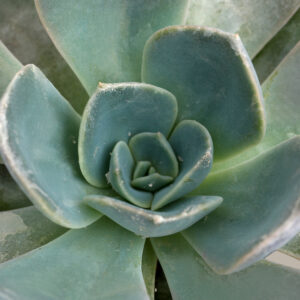 5IN_Echeveria_Garotto_Macro_1_2.jpg Echeveria Garotto