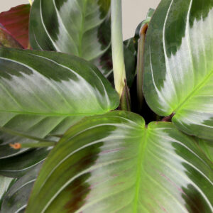 5IN_Maranta_Silver_Band_Macro_1.jpg Maranta 'Silver'