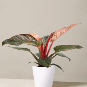 5IN_Philodendron_Pink_Bikini_Marianne_White_variant.jpg Philodendron ‘Pink Bikini’