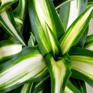Spider Plant Variegated