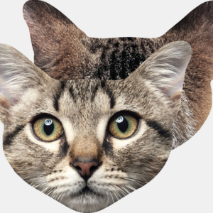 Cat Lens Cleaning Cloth