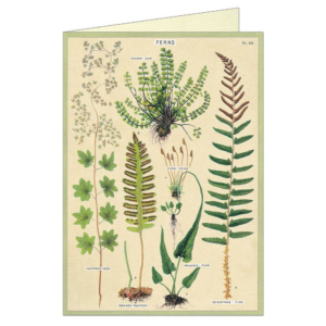 619419737.png Ferns Greeting Card