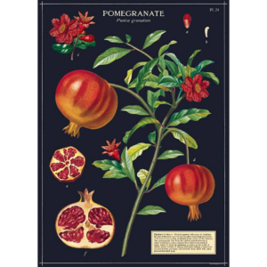 619450796.png Pomegranate Wrap & Poster