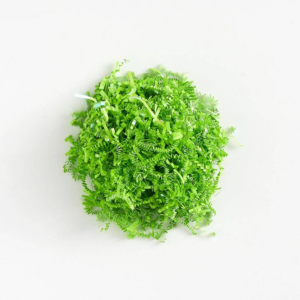 619457748.png Iridescent Green Shred