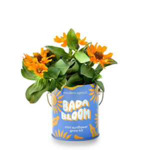 Bada Bloom Dwarf Sunflower Grow Kit