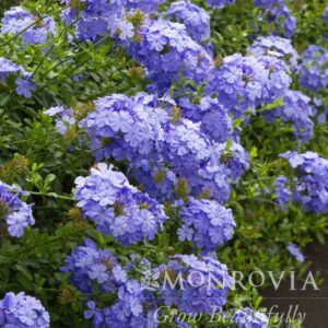 Royal Cape® Plumbago
