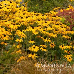 7101Rudbeckiafulgidavar.sullivantii_Goldsturm_landscape_5288M_5x_300ppi_wm.jpg Goldsturm Black-Eyed Susan