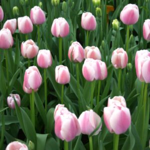 96803_Tulip_Jacuzzi.jpg Jacuzzi Tulip Bulbs