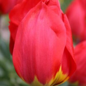 96807_Tulip_Ile-de_France.jpg Ile De France Tulip Bulbs