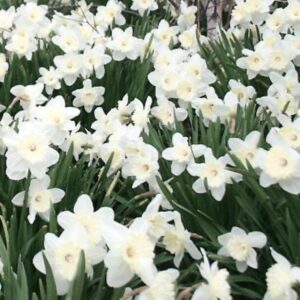 96813_Daffodil_Stainless.jpg Stainless Daffodil Bulbs
