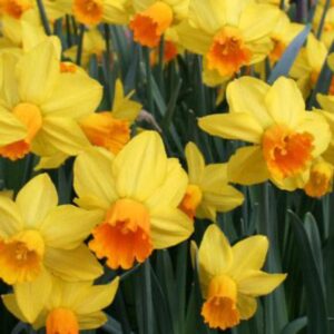 96816_Daffodil_Golden_Dawn.jpg Golden Dawn Daffodil Bulbs