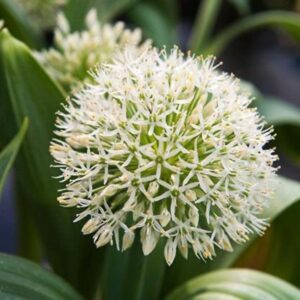 96826_Allium_Ivory_Queen.jpg Ivory Queen Allium Bulbs
