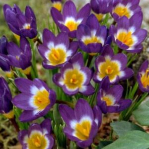 96829_Crocus_Sieberi_Tricolor.jpg Sieberi Tricolor Crocus Bulbs