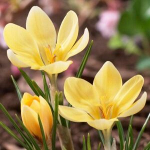 96830_Crocus_Romance.jpg Romance Crocus Bulbs