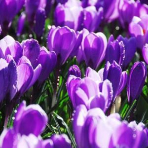 96831_Crocus_Remembrance.jpg Remembrance Crocus Bulbs