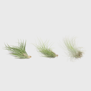 Air_Plant_3pk_Assortment_PDP_01.png 3 Assorted Air Plants