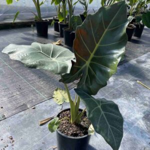 Mayan Mask Alocasia
