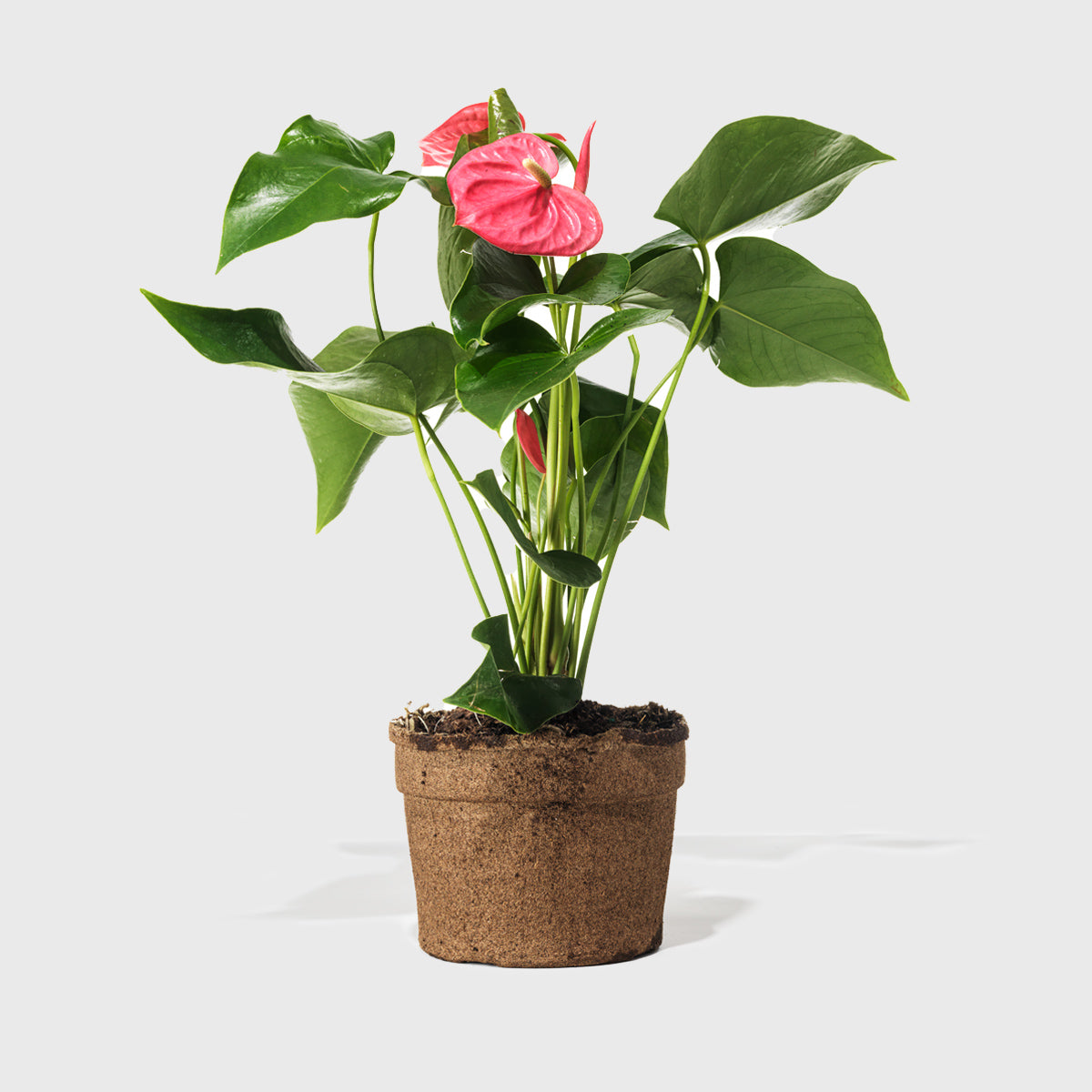 Pink Anthurium 6"