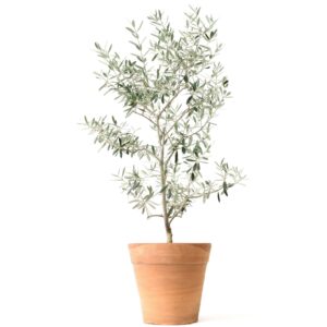 Arbequina_Olive_Container_Mature1_0db730b2-c17e-4844-a604-920a283570a9.jpg Olive Tree (TS)