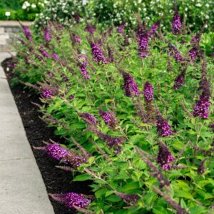 Blueberry Pie™ Butterfly Bush