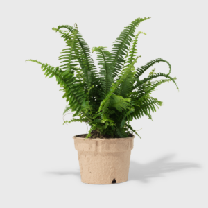 Boston Fern 6"