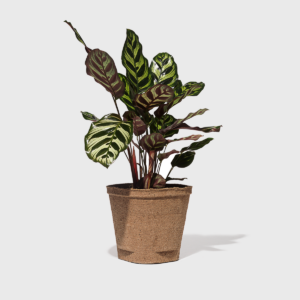 CalatheaMakoyana_6in_PDP_01.png Peacock Plant 6"