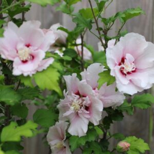 Double-Pink-Rose-of-Sharon-1_fc190a80-0acf-4f33-ac0a-49179f07f70c.jpg Double Pink Rose of Sharon Tree