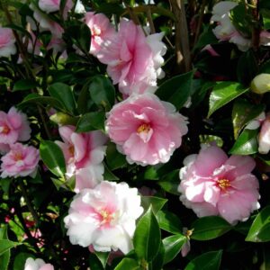 DreamWeaver.jpg Dream Weaver Camellia