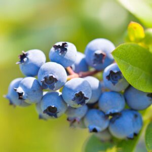 Duke_Blueberry_Fruit.jpg Duke Blueberry