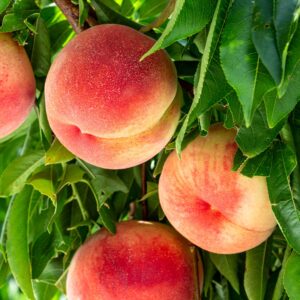 Elberta_Peach_Fruit.jpg Elberta Peach Tree