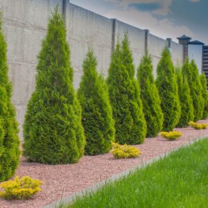 Emerald_Green_Thuja_row_small_b0e6745d-8a5f-4b57-ace2-ac6b4cf7c67b.jpg Emerald Green Arborvitae