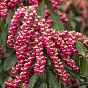 EnchantedForestCollection_GayGoblin_Pieris.jpg Enchanted Forest® Gay Goblin™ Pieris