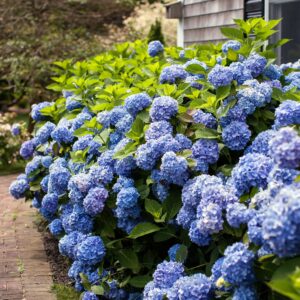 Endless_Summer_Hydrangea_Walkway.jpg Endless Summer® Hydrangea